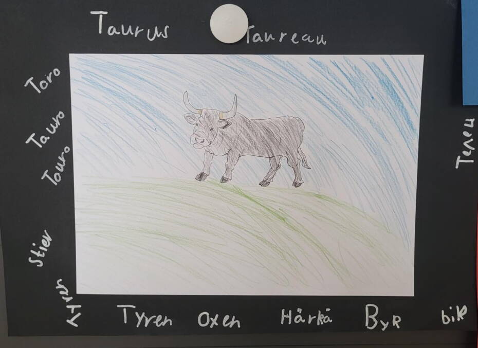 bild_stier.jpg